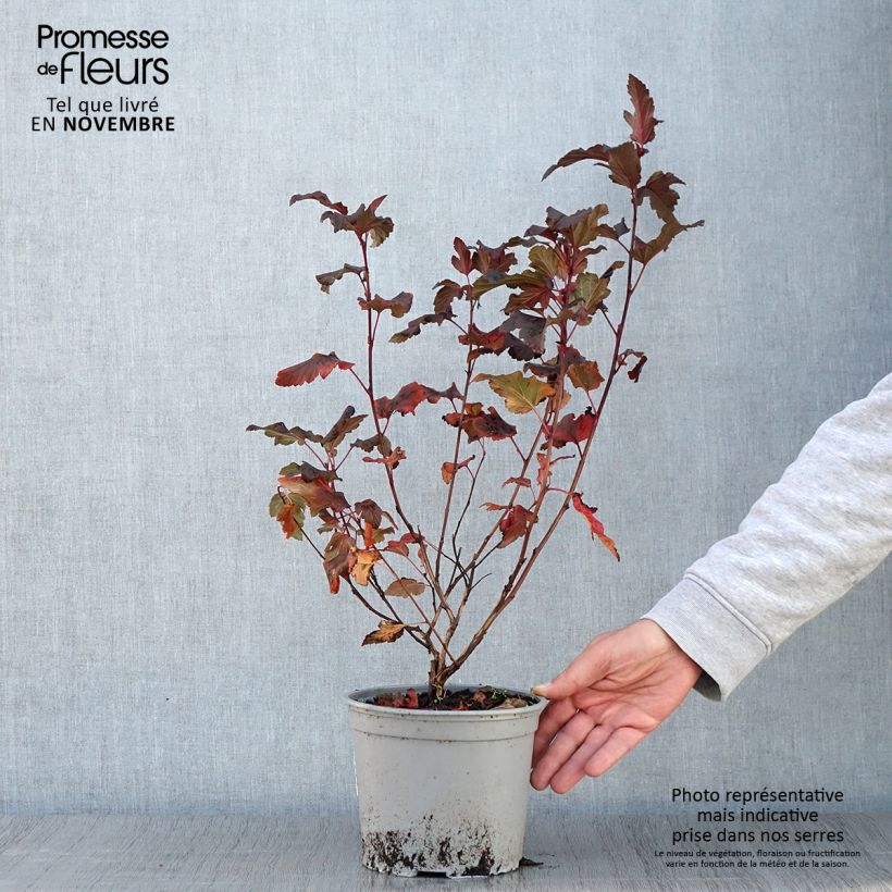 Esemplare di Physocarpus opulifolius Diable D'Or Vaso da 3L/4L come consegnato in autunno