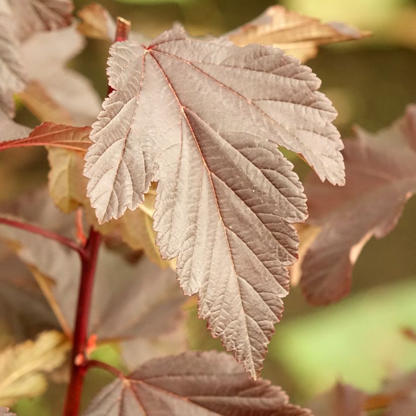 Physocarpus opulifolius Diabolo (Foliage)