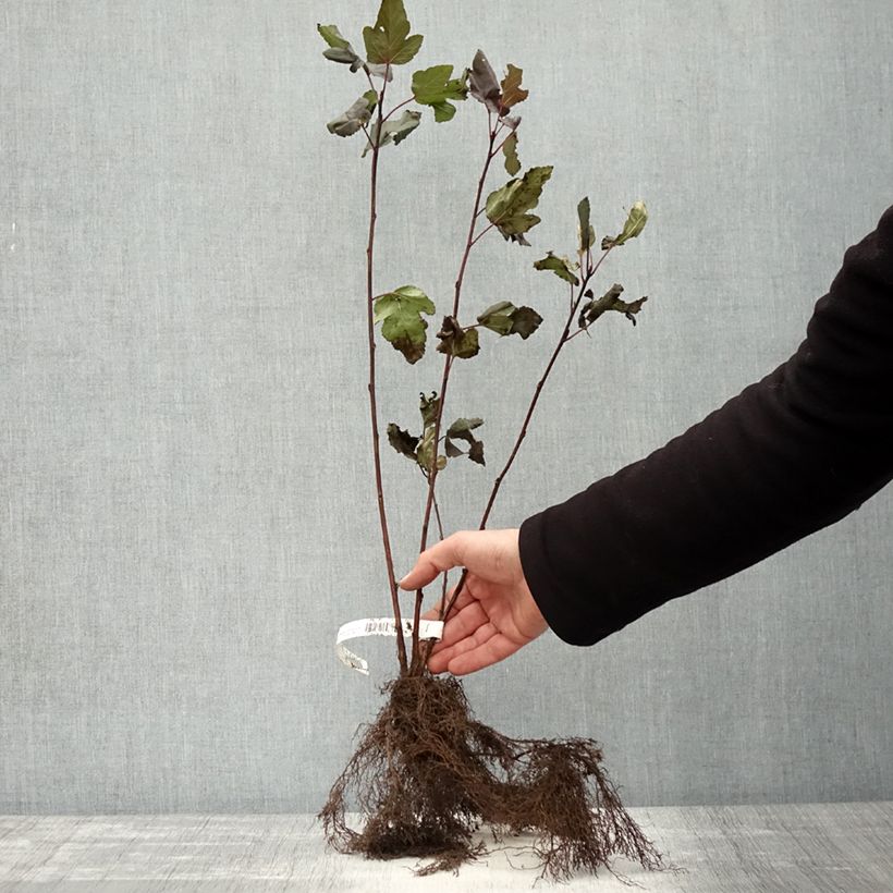 Example of Physocarpus opulifolius Diabolo Piante piccole a radice nuda as you get in hiver