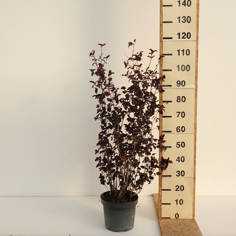 Esemplare di Physocarpus opulifolius Diabolo Vaso da 6L/7L consegnato in estate