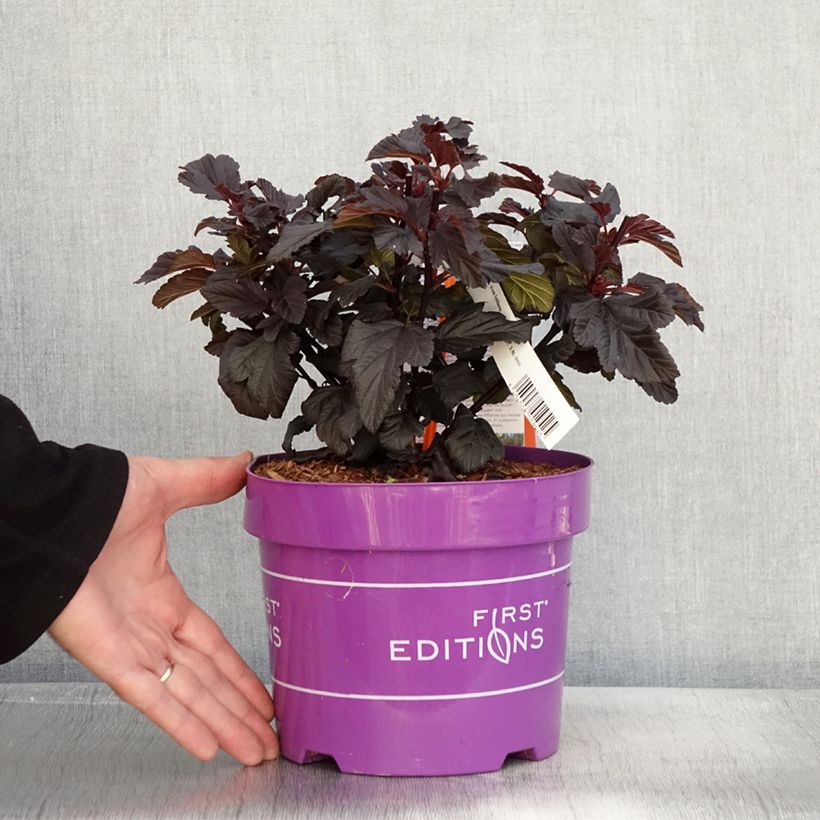 Esemplare di Physocarpus opulifolius Fireside - Physocarpe à feuilles d'obier Pot de 3L/4L come consegnato in autunno