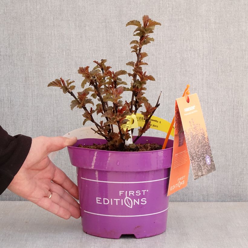 Physocarpus opulifolius Fireside Vaso da 3L/4L esemplare consegnato in primavera