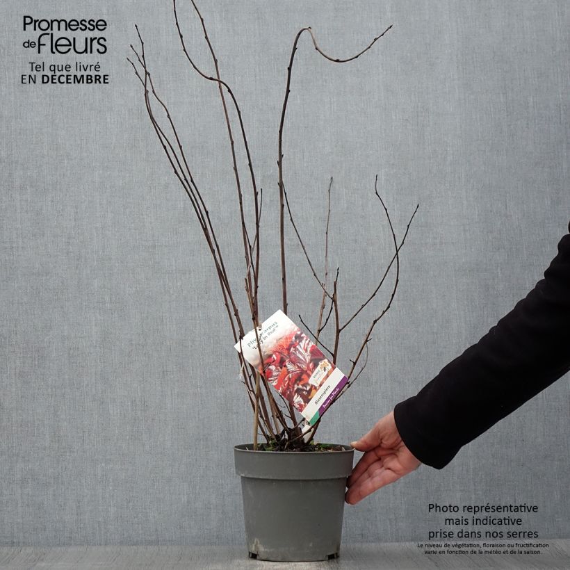 Esemplare di Physocarpus opulifolius Lady in Red Vaso da 3L/4L come consegnato in autunno