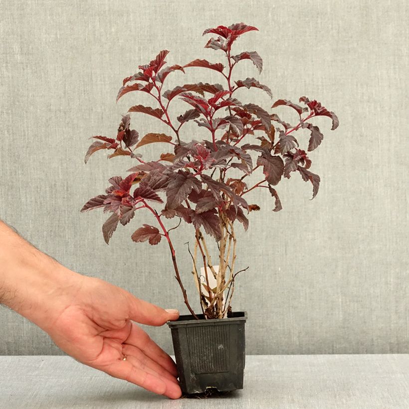 Esemplare di Physocarpus opulifolius Little Angel Vasetto da 8/9 cm consegnato in estate