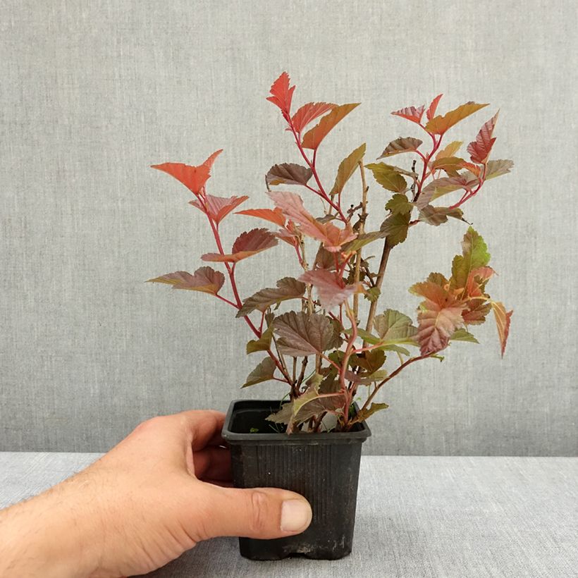 Physocarpus opulifolius Little Angel Vasetto da 8/9 cm esemplare consegnato in primavera