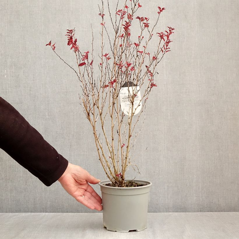 Esemplare di Physocarpus opulifolius Little Devil Vaso da 3L/4L come consegnato in autunno