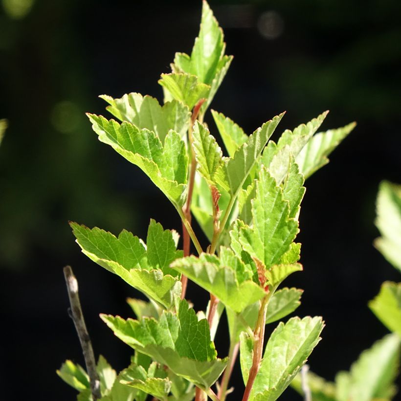Physocarpus opulifolius Little Greeny (Foliage)