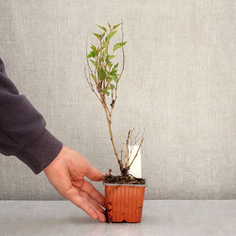 Example of Physocarpus opulifolius Little Greeny Vasetto da 8/9 cm as you get in printemps