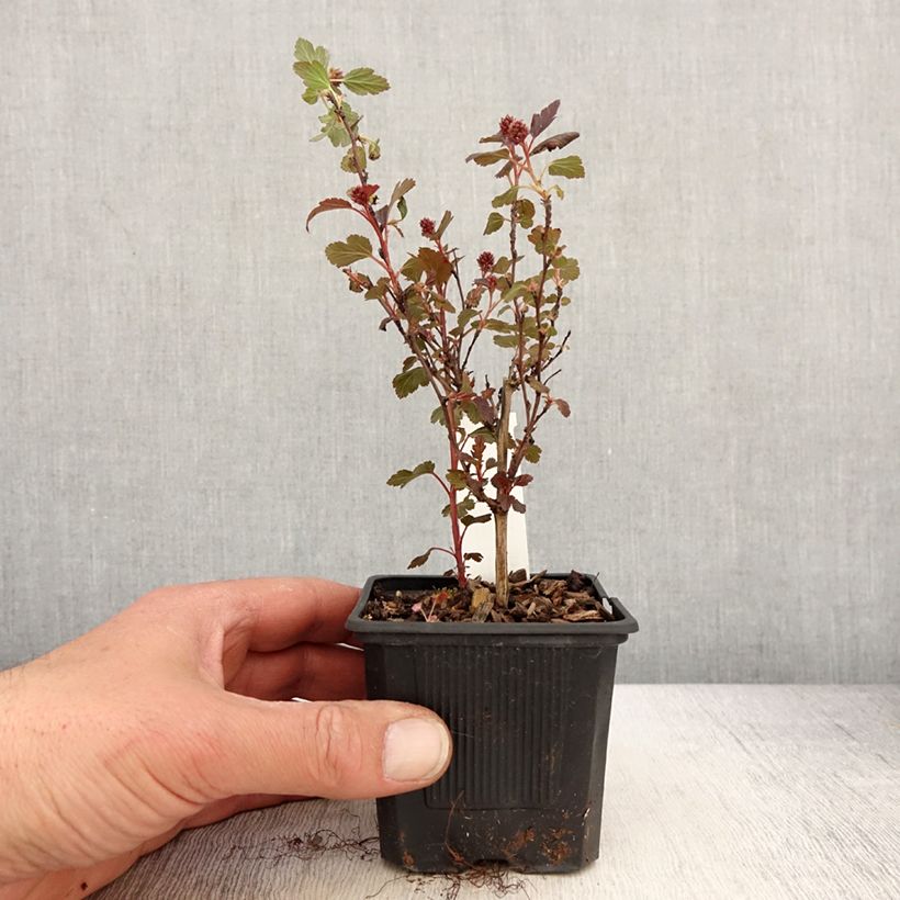 Example of Physocarpus opulifolius Little Joker Vasetto da 8/9 cm as you get in printemps