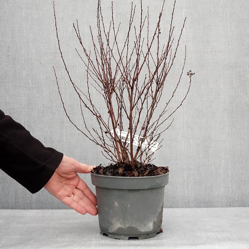 Physocarpus opulifolius Little Joker - Physocarpe nain Pot de 2L/3L esemplare consegnato in inverno