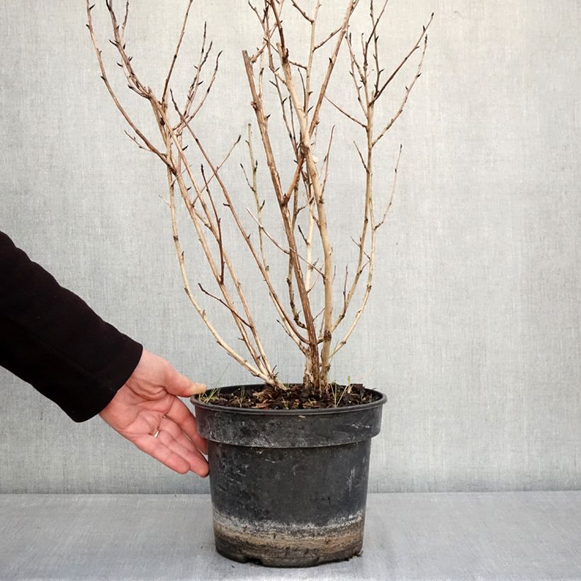 Physocarpus opulifolius Little Leena Vaso da 4L/5L esemplare consegnato in inverno