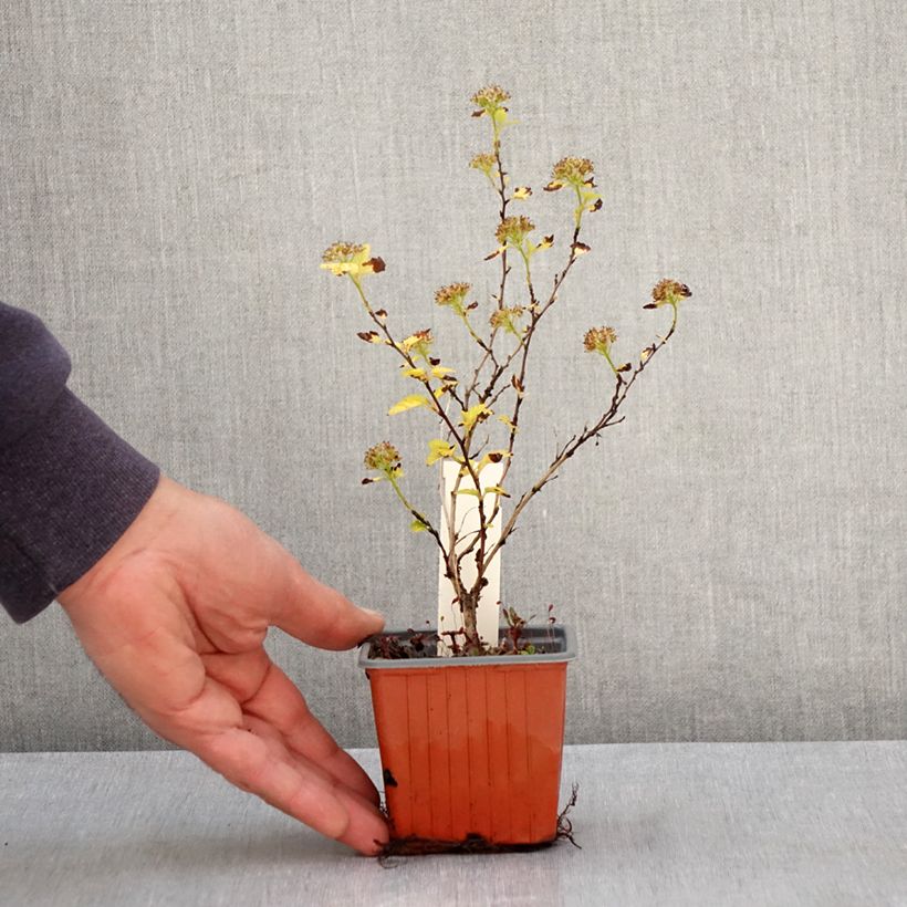 Physocarpus opulifolius Lucky Devil Vasetto da 8/9 cm esemplare consegnato in primavera