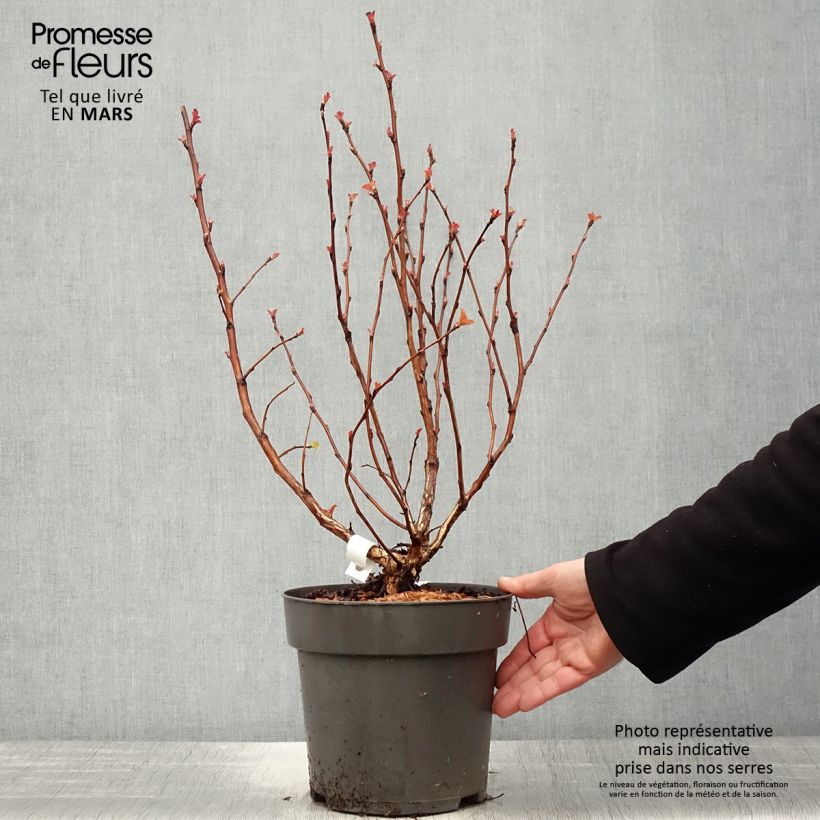 Example of Physocarpus opulifolius Magic Ball Vaso da 3L/4L as you get in printemps