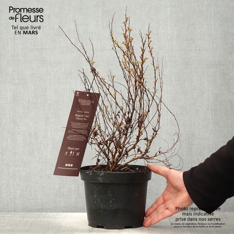 Example of Physocarpus opulifolius Magic Sweet Cherry Tea Vaso da 3L/4L as you get in printemps