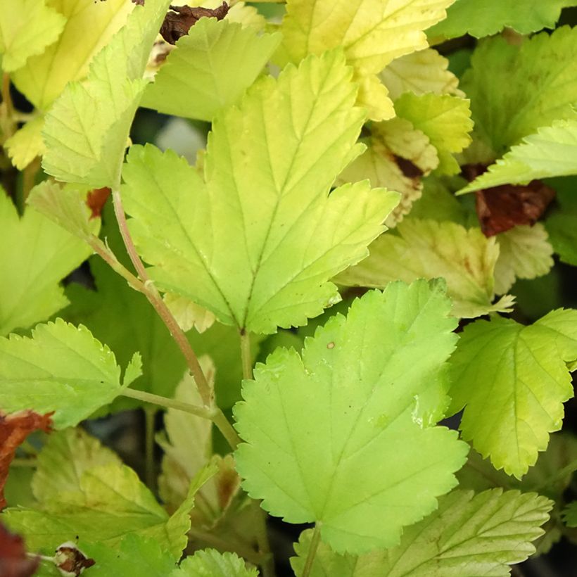 Physocarpus opulifolius Nugget (Foliage)