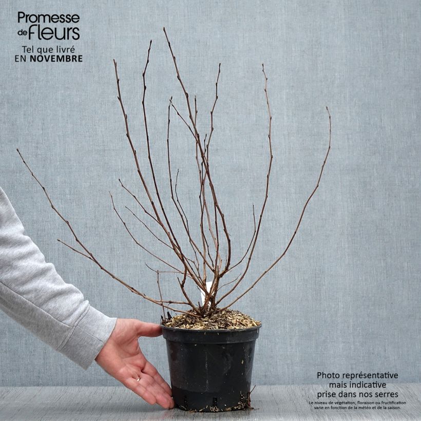 Esemplare di Physocarpus opulifolius Nugget - Physocarpe Pot de 3L/4L come consegnato in autunno