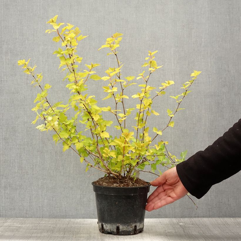 Example of Physocarpus opulifolius Nugget Vaso da 3L/4L as you get in printemps