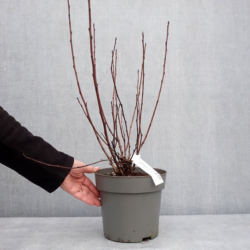 Physocarpus opulifolius Panther - Physocarpe Pot de 4L/5L esemplare consegnato in inverno