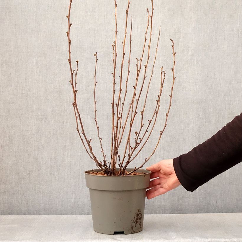 Example of Physocarpus opulifolius Panther Vaso da 4L/5L as you get in printemps