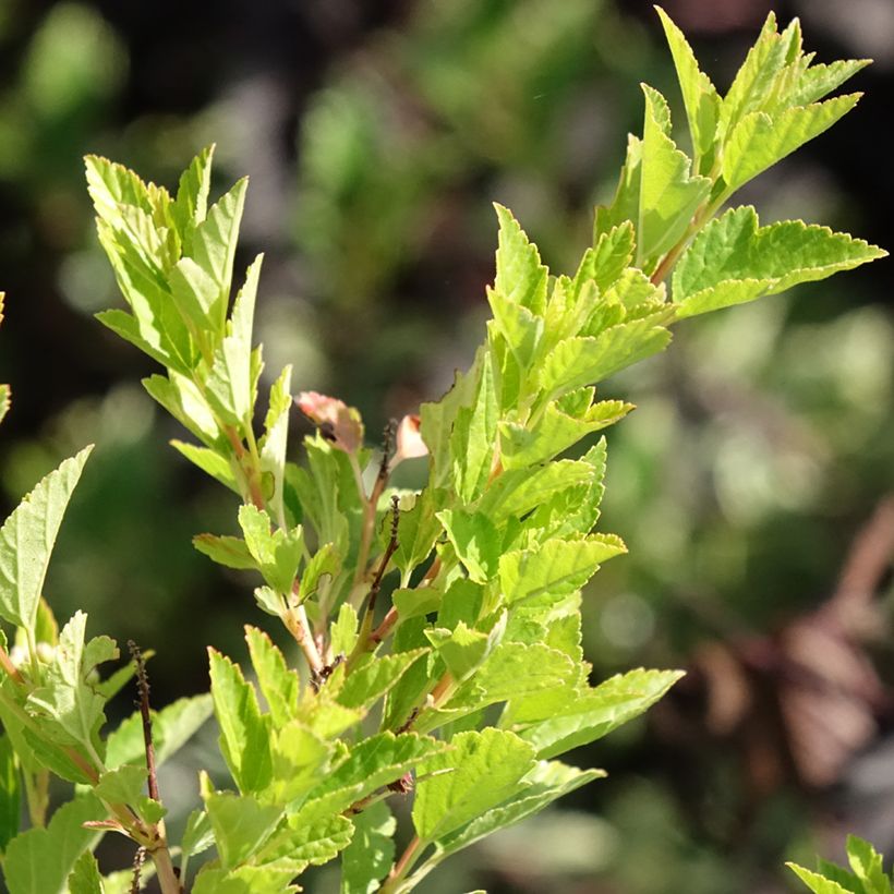 Physocarpus opulifolius Raspberry Lemonade (Fogliame)
