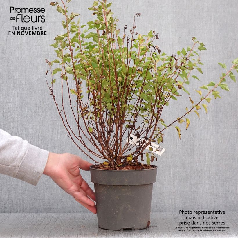 Esemplare di Physocarpus Opulifolius Raspberry Lemonade 'ZLEYel2' - Physocarpe à feuilles d'obier Pot de 3L/4L come consegnato in autunno
