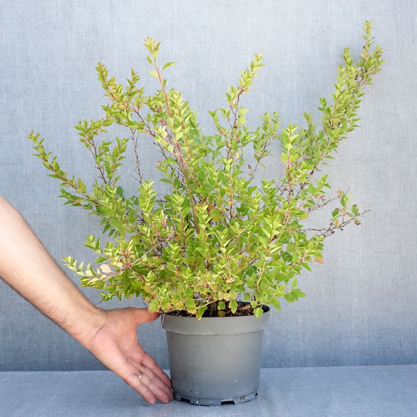 Esemplare di Physocarpus opulifolius Raspberry Lemonade Vaso da 3L/4L consegnato in estate