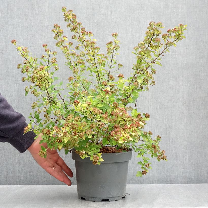 Physocarpus opulifolius Raspberry Lemonade Vaso da 3L/4L esemplare consegnato in primavera