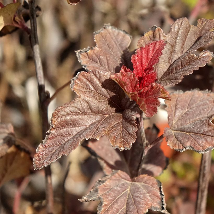 Physocarpus opulifolius Red Baron (Foliage)