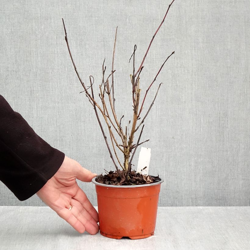 Esemplare di Physocarpus opulifolius Red Baron Vasetto da 8/9 cm come consegnato in autunno