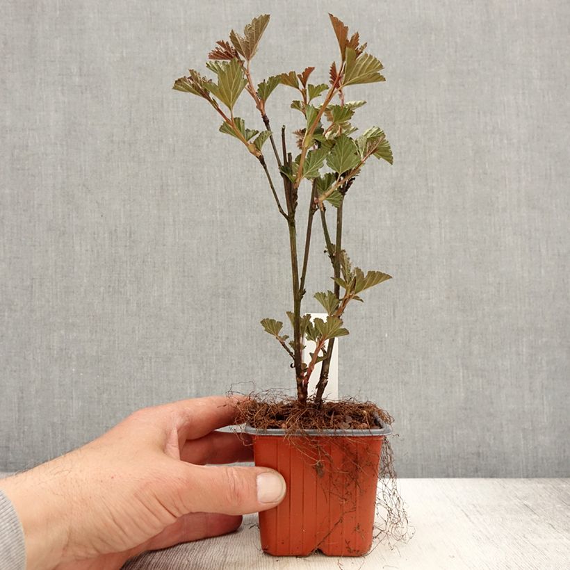 Example of Physocarpus opulifolius Red Baron Vasetto da 8/9 cm as you get in printemps