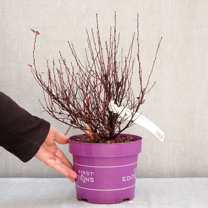 Physocarpus opulifolius Spicy Devil Vaso da 3L/4L esemplare consegnato in inverno