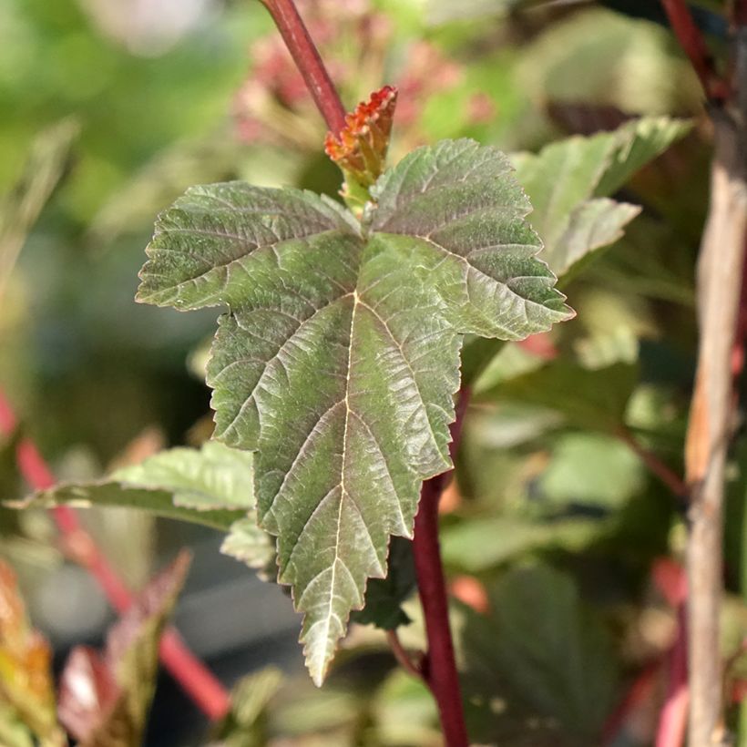 Physocarpus opulifolius Zdechovice (Foliage)