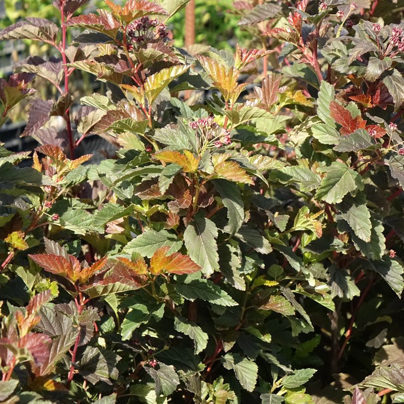 Physocarpus opulifolius Zdechovice (Plant habit)