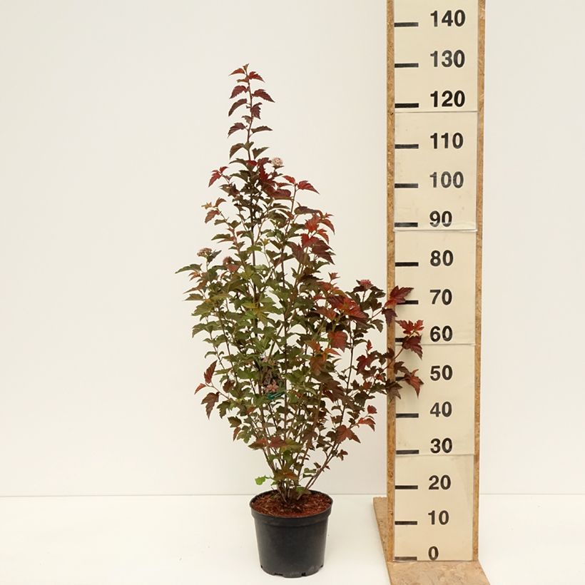 Example of Physocarpus opulifolius Zdechovice Vaso da 3L/4L as you get in printemps