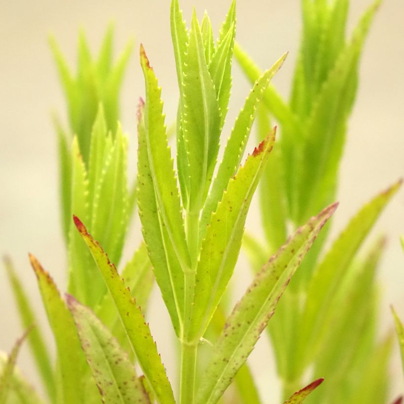 Physostegia virginiana Red Beauty (Foliage)