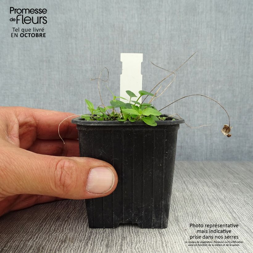 Esemplare di Phyteuma scheuchzeri - Raponzolo di Scheuchzer Vasetto da 8/9 cm come consegnato in autunno