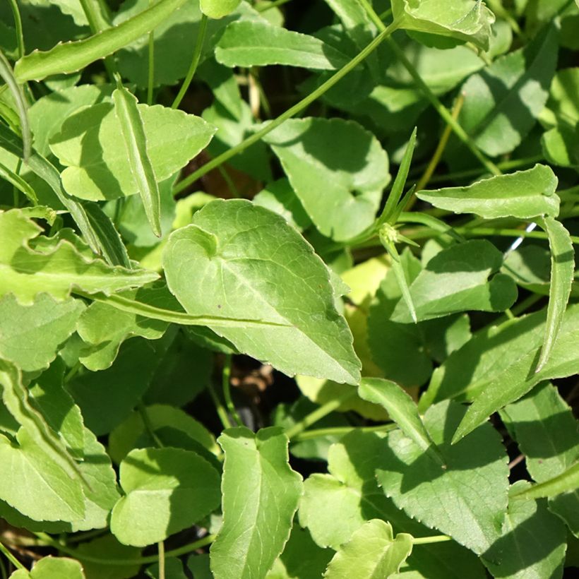 Phyteuma scheuchzeri - Raponzolo di Scheuchzer (Fogliame)