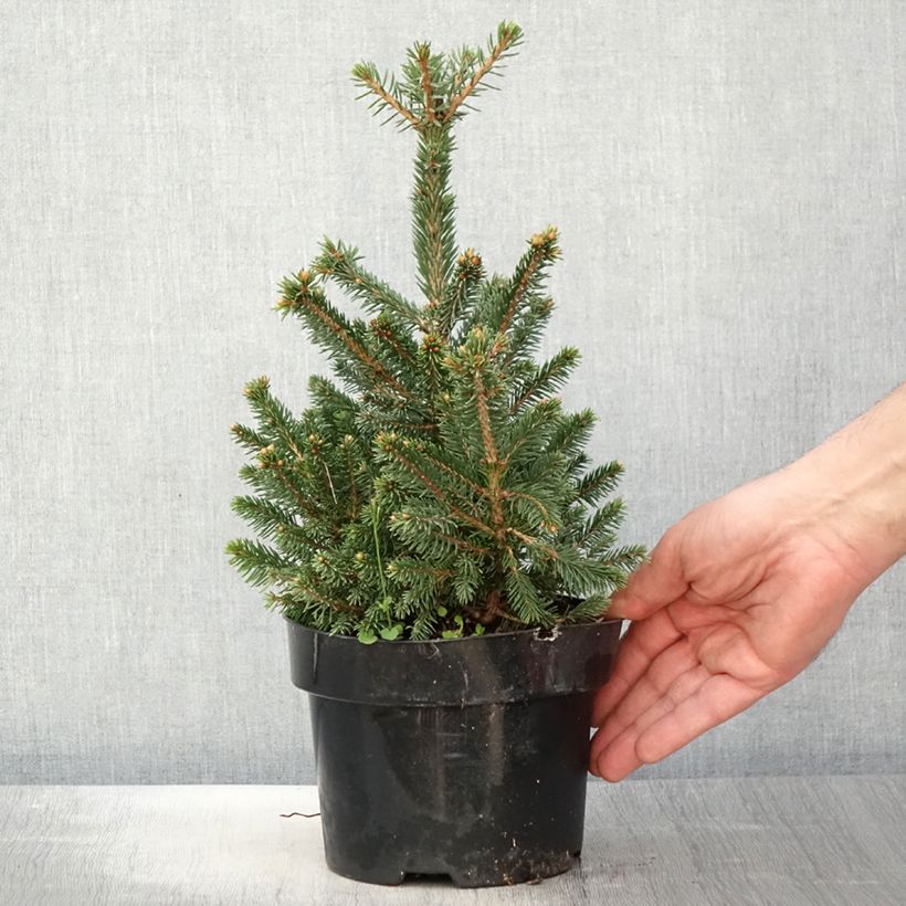 Picea abies Will's Zwerg Vaso da 2L/3L esemplare consegnato in primavera