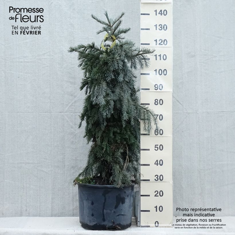 Picea breweriana - Epicéa de Brewer Pot de 3L/4L esemplare consegnato in inverno