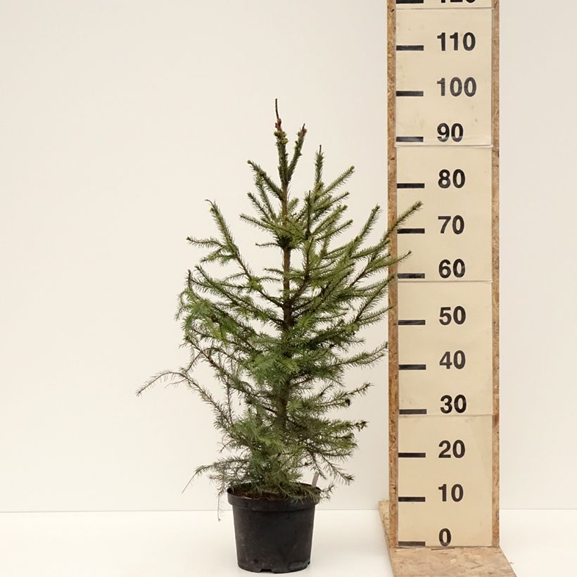 Picea omorika - Épicéa de Serbie Pot de 3L/4L esemplare consegnato in inverno