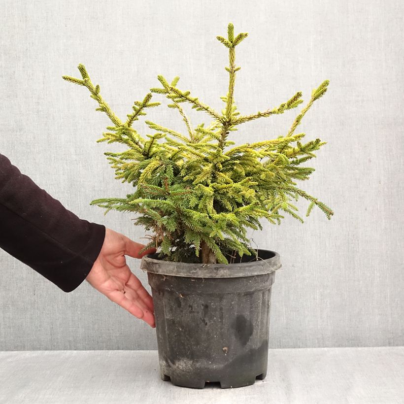 Esemplare di Picea orientalis Barnes Vaso da 3L/4L come consegnato in autunno
