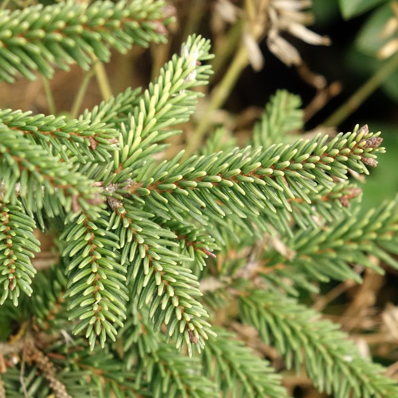 Picea orientalis Summergold (Fogliame)