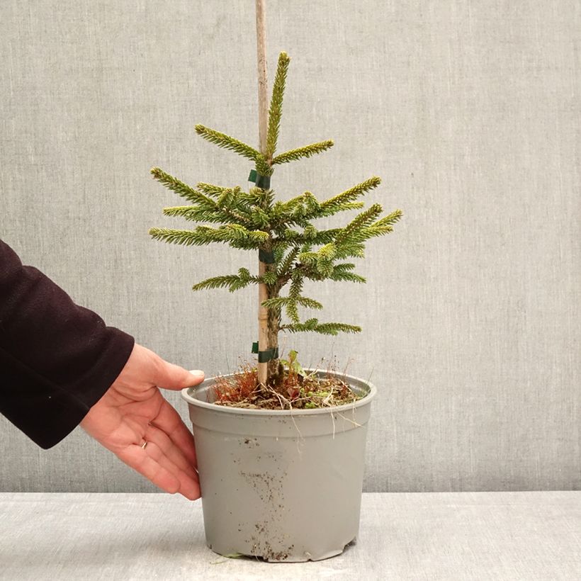 Picea orientalis Summergold Vaso da 3L/4L esemplare consegnato in primavera