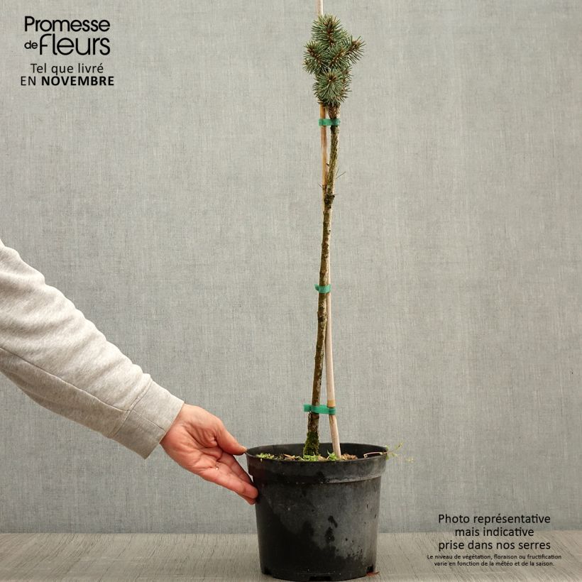 Esemplare di Picea pungens Brynek Vaso da 4L/5L, Vaso impalcato come consegnato in autunno