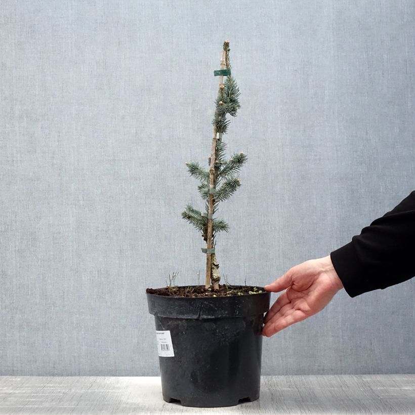 Example of Picea pungens Iseli Foxtail Vaso da 3L/4L as you get in printemps