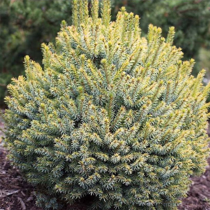 Picea sitchensis Midget (Foliage)
