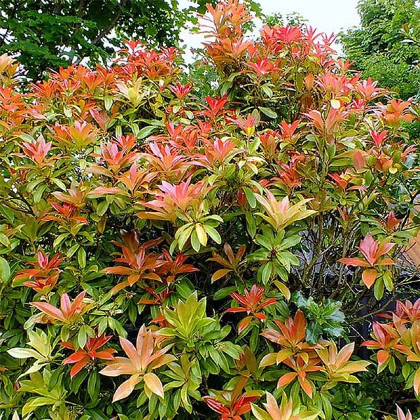 Pieris japonica Forest Flame (Plant habit)
