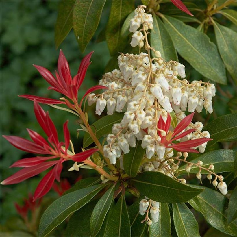 Pieris japonica Forest Flame (Flowering)