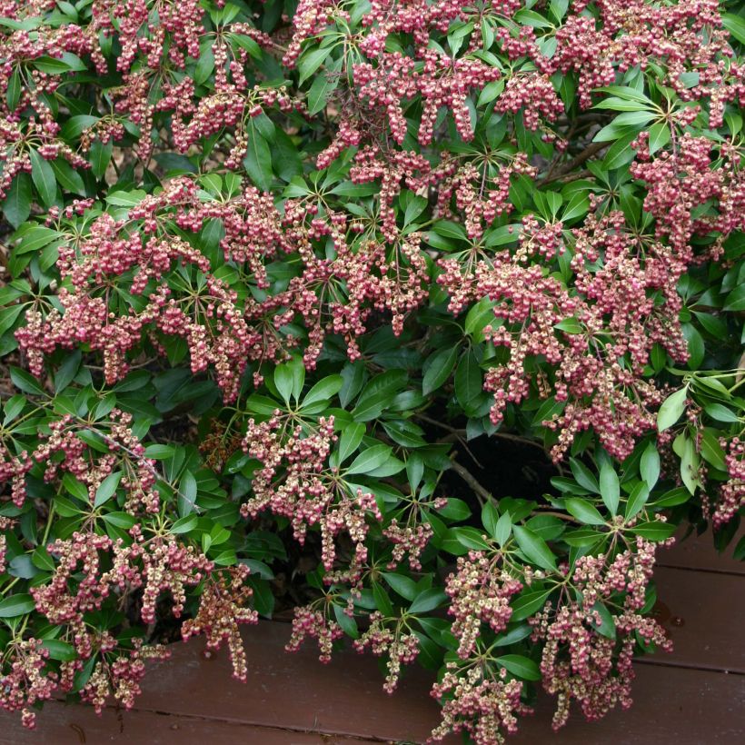 Pieris japonica Valley Valentine (Fioritura)