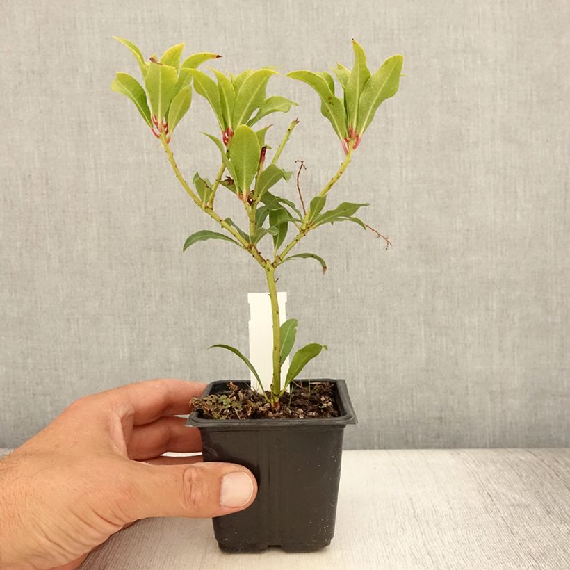 Esemplare di Pieris japonica Forest Flame Vasetto da 8/9 cm consegnato in estate